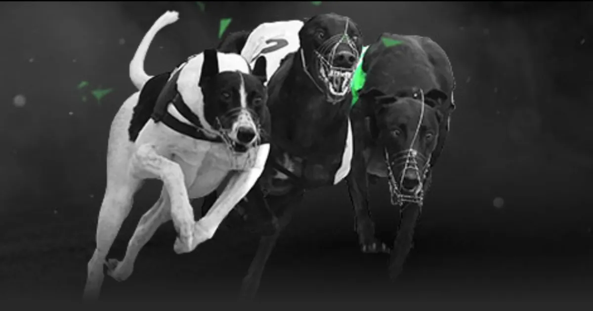 庆祝米兰冬,奥会周年倒,计时盛典圆,星空娱乐,星空娱乐官网